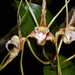 Tree Spider Orchid - Photo (c) Aaron Bean, some rights reserved (CC BY-NC), uploaded by Aaron Bean