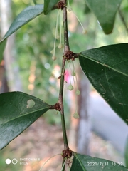 Phyllanthus cuscutiflorus