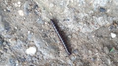 Strongylosoma