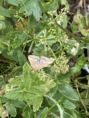 Pyrausta aerealis