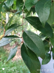 Phyllanthus cuscutiflorus