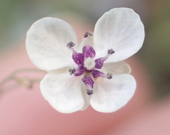 Heliophila goldblattii