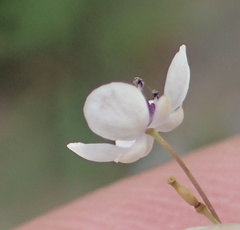 Heliophila goldblattii