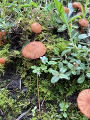 Hydnangiaceae