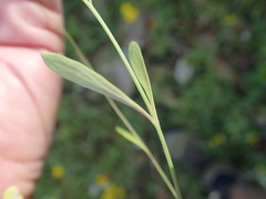Heliophila goldblattii