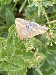 Pyrausta aerealis