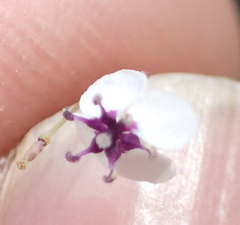 Heliophila goldblattii