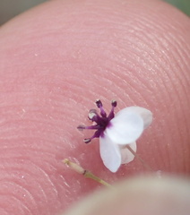 Heliophila goldblattii