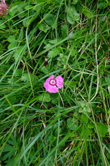 Dianthus alpinus