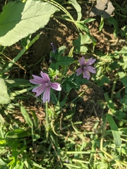 Malva sylvestris