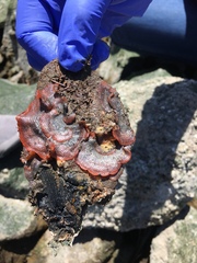 Watersipora subtorquata