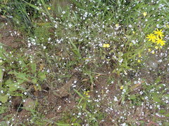Heliophila goldblattii