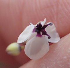Heliophila goldblattii