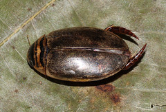 Thermonectus nigrofasciatus