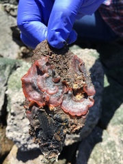 Watersipora subtorquata