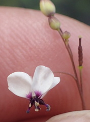 Heliophila goldblattii