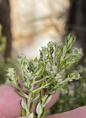 Phylica paniculata