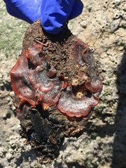 Watersipora subtorquata