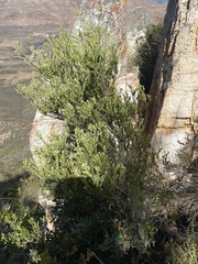 Phylica paniculata