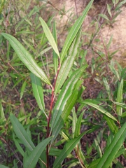 Salix boganidensis