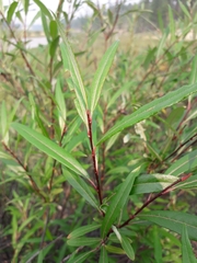Salix boganidensis