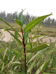 Salix boganidensis