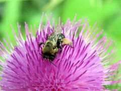 Melissodes desponsus