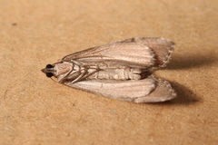 Aplocera efformata