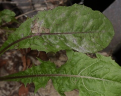 Podosphaera erigerontis-canadensis