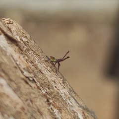 Gonocerus acuteangulatus