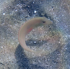 Iniistius pentadactylus