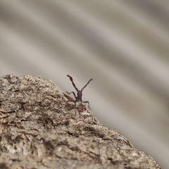 Gonocerus acuteangulatus