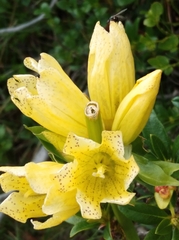 Gentiana burseri