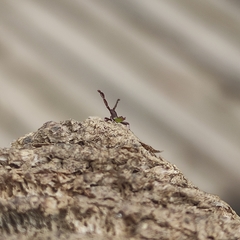 Gonocerus acuteangulatus
