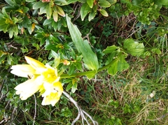 Gentiana burseri