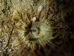 Anthopleura ballii