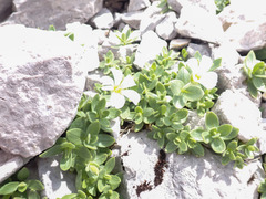 Cerastium latifolium