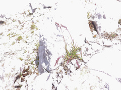 Poa minor