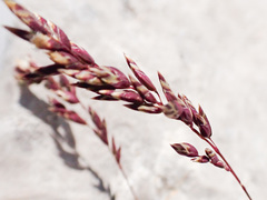 Poa minor