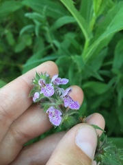 Stachys palustris