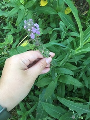 Stachys palustris
