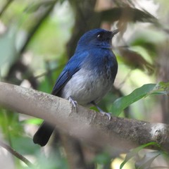 Cyornis pallidipes
