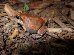 Arthroleptis stenodactylus