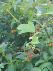 Bombus impatiens image
