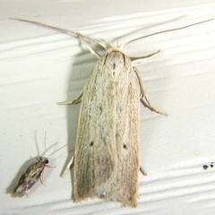 Gonioterma mistrella