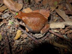 Arthroleptis stenodactylus