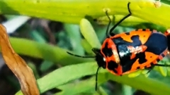 Eurydema spectabilis