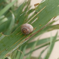 Cepaea