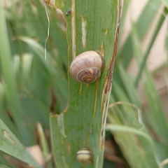 Cepaea