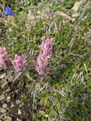 Castilleja elegans